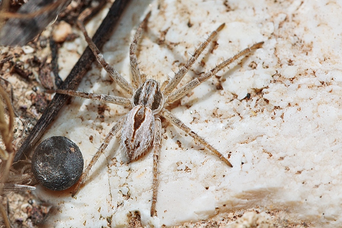 Thanatus sp.